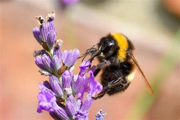 Bee: Understanding the Vital Role of Bees in Our Ecosystem