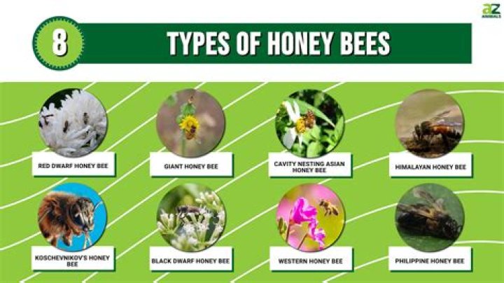 Bee.in: The Revolutionary Platform Bridging Honeybee Conservation and Technology