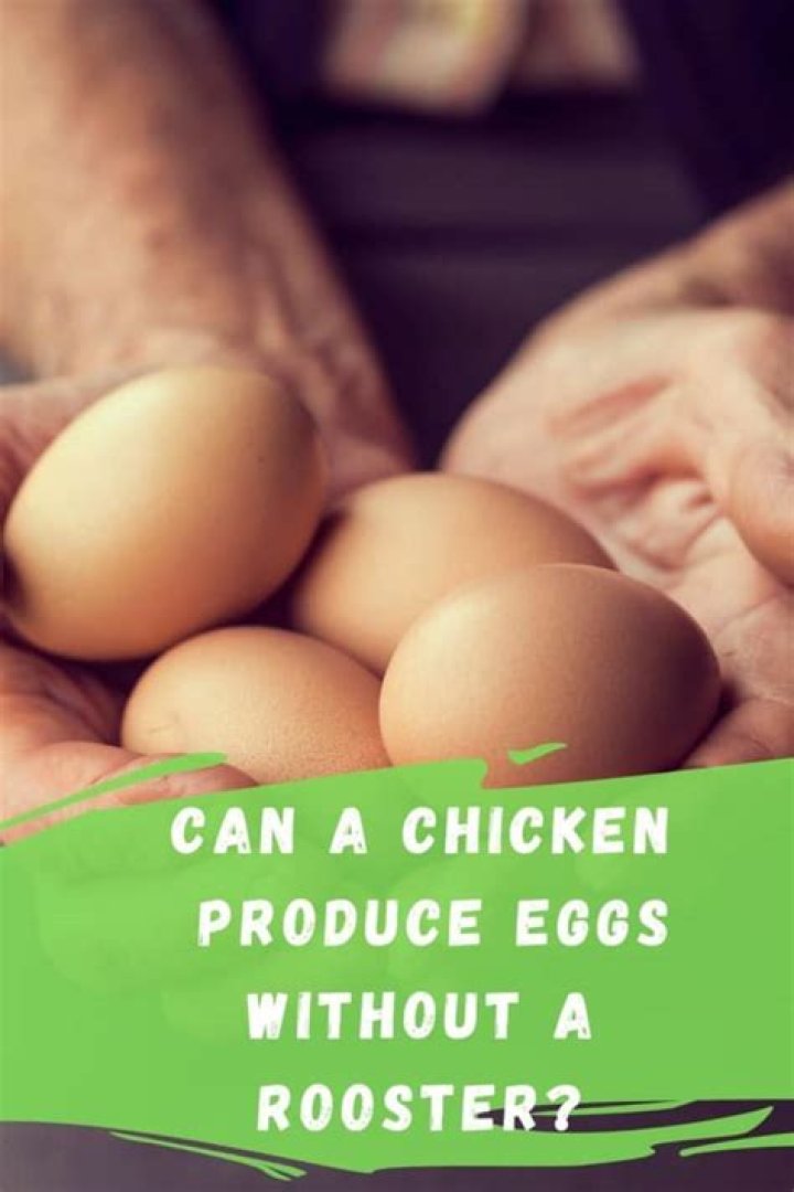 Can a Chicken Produce Eggs Without a Rooster? Understanding the Science Behind Egg Production