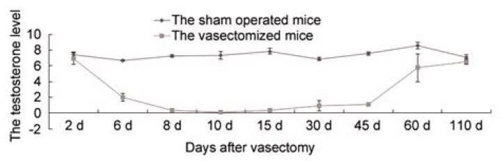 Can a Vasectomy Affect Testosterone Levels? Understanding the Facts and Myths