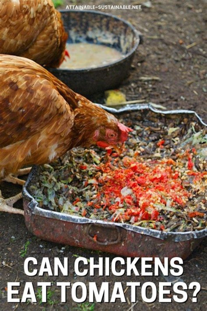 Can Chickens Eat Tomatoes? A Comprehensive Guide for Poultry Owners