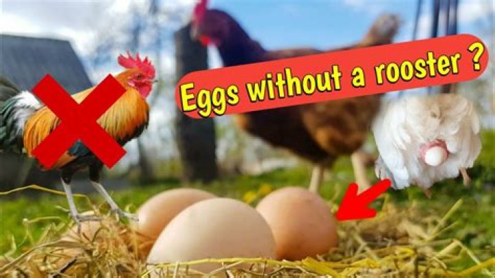 Can Hens Produce Eggs Without a Rooster? A Comprehensive Guide