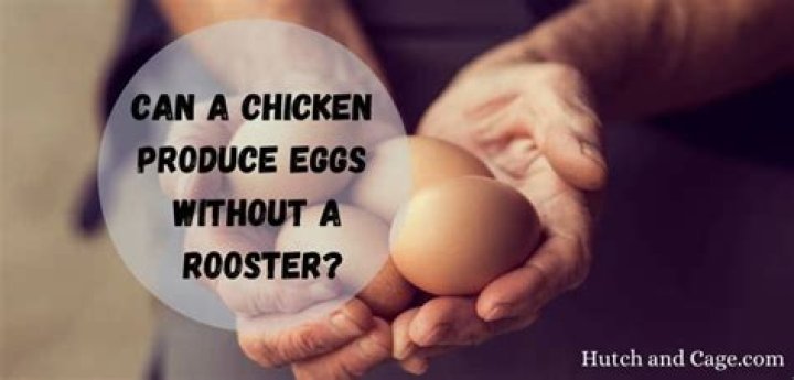 Chickens Produce Eggs Without Rooster: A Comprehensive Guide