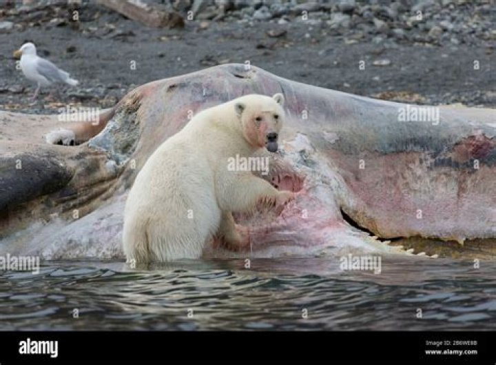 Do Killer Whales Eat Polar Bears: A Comprehensive Analysis of Their Feeding Habits