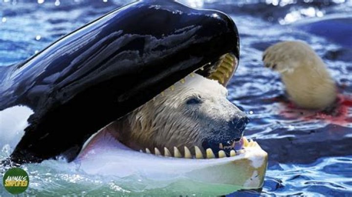 Do Orcas Eat Polar Bears? Exploring the Truth Behind Killer Whales and Polar Bear Interactions