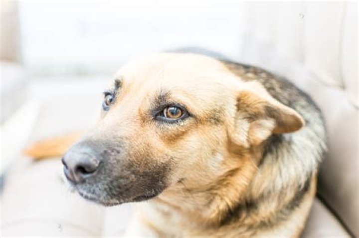 Dog with Human Eyes: The Fascinating Phenomenon Explained