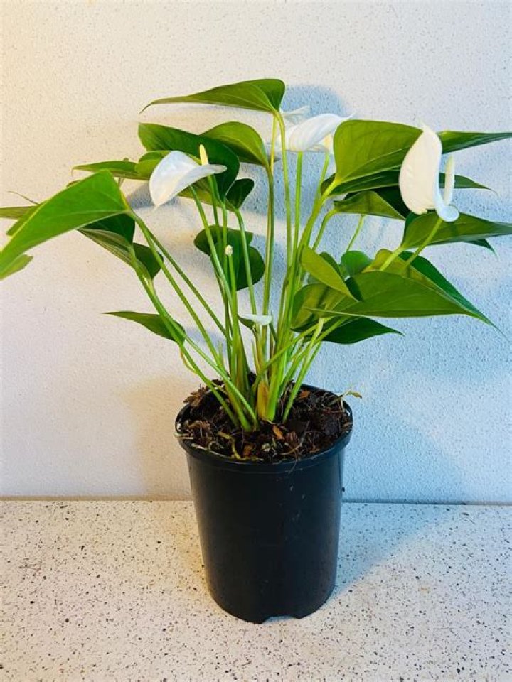 Exploring the Rise of Emma Anthurium Star: A Comprehensive Guide