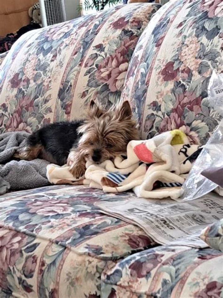 Fries Veterinary Clinic: Your Trusted Partner in Pet Healthcare