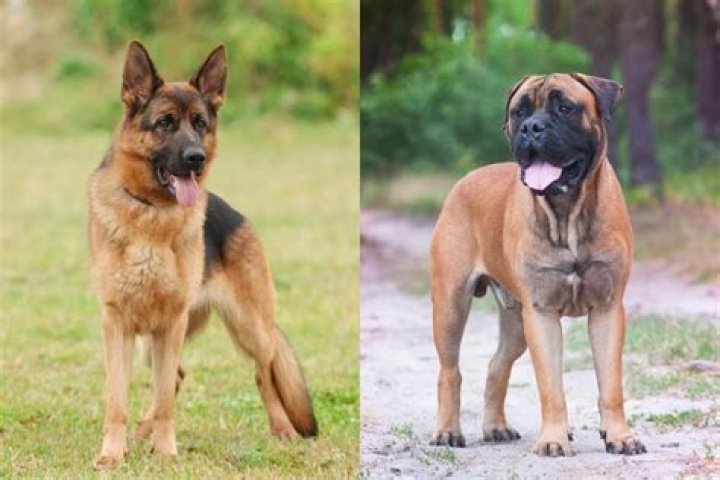 German Shepherd and English Mastiff Mix: The Ultimate Guide to This Majestic Hybrid
