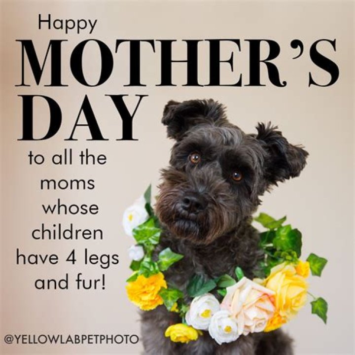 Happy Fur Mom Day: Celebrating the Unbreakable Bond Between Women and Their Furry Babies