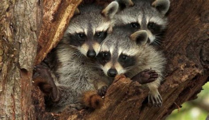 How Do Raccoons Sleep: Unveiling the Secrets of Their Resting Habits