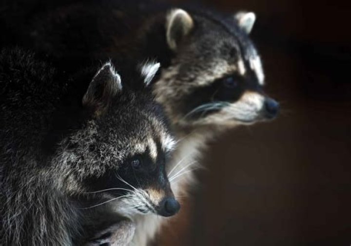 How Long Do Raccoons Sleep: A Comprehensive Guide to Their Sleeping Habits