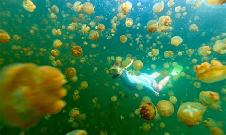 Michael Himawan Photography Jellyfish: Capturing the Beauty Beneath the Waves