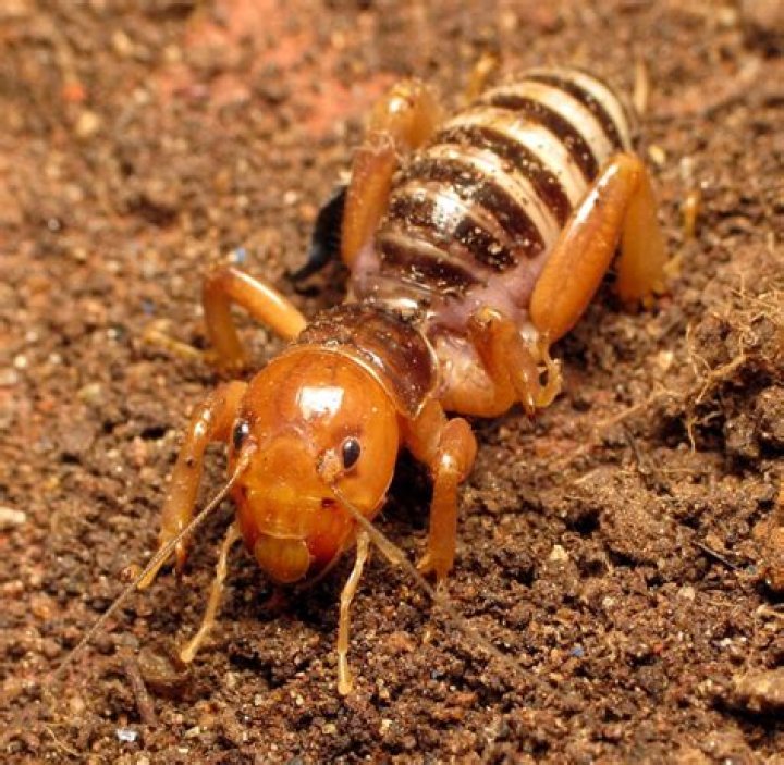 Potato Bug in Spanish: A Comprehensive Guide to Understanding This Fascinating Creature