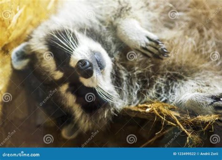 Raccoon Sleeping Habits: Unveiling Their Nocturnal Routine and Rest Patterns