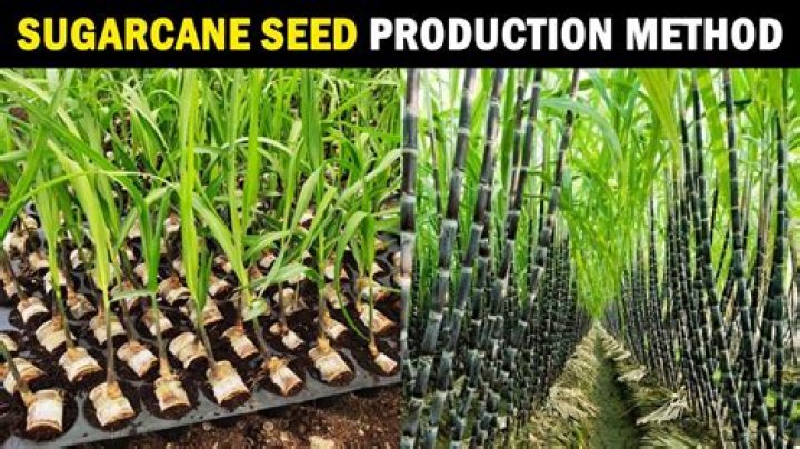 Sugarcane Seed: The Foundation of Sweet Success in Agriculture