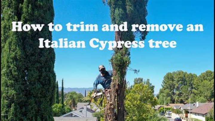How to Properly Topping Italian Cypress Trees: A Comprehensive Guide