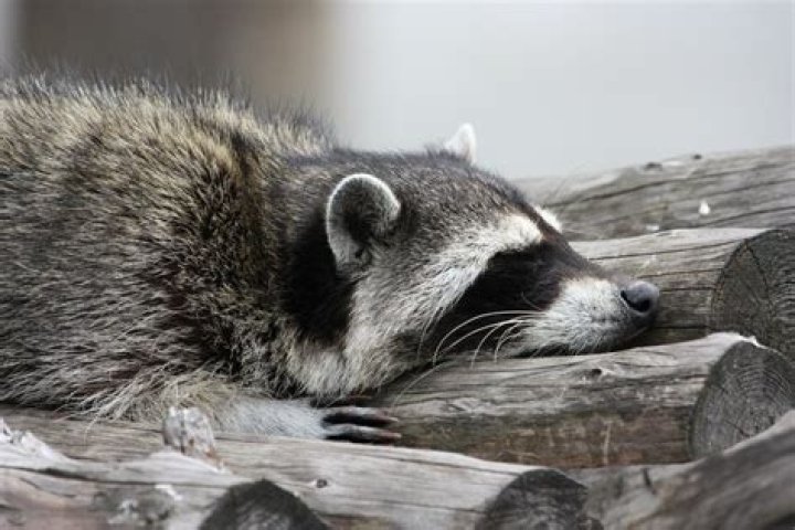 Where Do Raccoons Sleep? A Comprehensive Guide to Understanding Their Habits